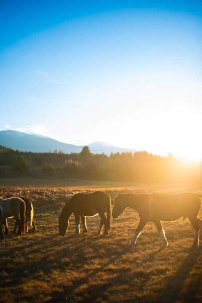 Pferde auf dem Hintergrund einer orangefarbenen Sonne am Nachmittag auf einem Feld. Schöne Berglandschaft im Hintergrund. Hochwertiges Foto - Foto, Bild