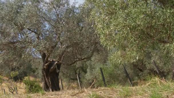 frutales seculares de olivo en el campo de Calabria - Imágenes, Vídeo