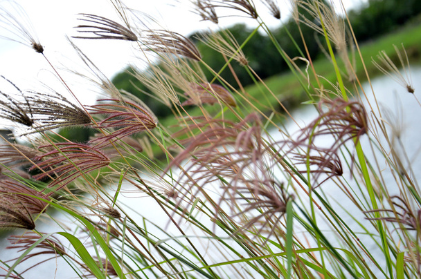 трава
  - Фото, изображение