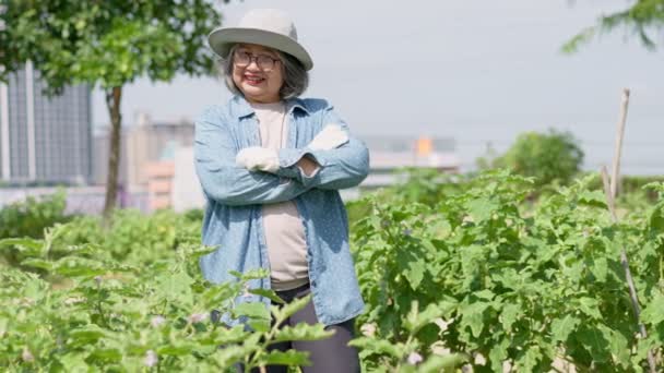Boldog és aktív idős ázsiai nő, aki a bio zöldségfarmján dolgozik. Új foglalkozás és hobbi nyugdíjas évek után. Az idős tevékenység és a boldog érett nyugdíjazás fogalma. - Felvétel, videó