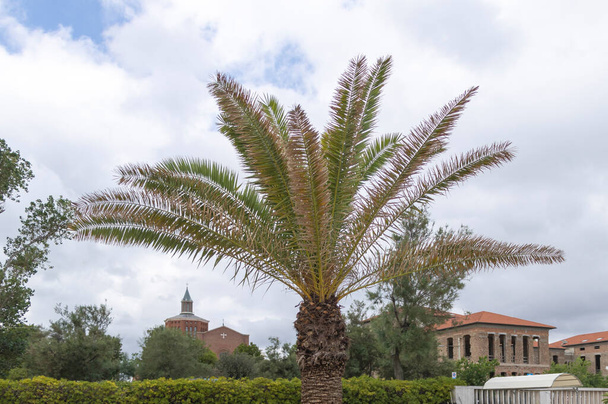 Palm tree in front of the church of Santa Maria Assunta. - Photo, Image