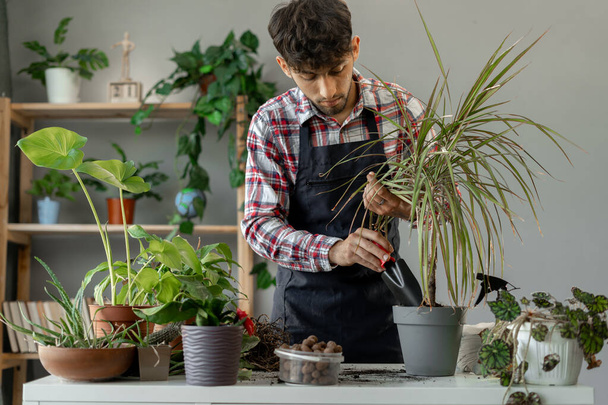 Spring houseplant care, repotting houseplants. Arab man is transplanting plant Dracaena into new pot at home. Copy space - Foto, Imagem