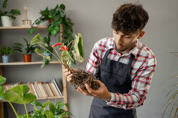 Çiçekçi Arap bir adam elinde bitki kökü tutarken ev bitkisini naklediyor ve bir ev bahçesinde çalışıyor. Bahçıvanlık ve insan konsepti. Boşluğu kopyala - Fotoğraf, Görsel