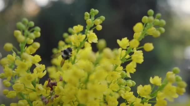 Μέλισσα επικονίασης κίτρινα λουλούδια του Mahonia aquifolium σε μια ηλιόλουστη μέρα - Πλάνα, βίντεο