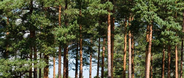 Krásné kmeny borového lesa, slunečný den, vybrané zaměření - Fotografie, Obrázek