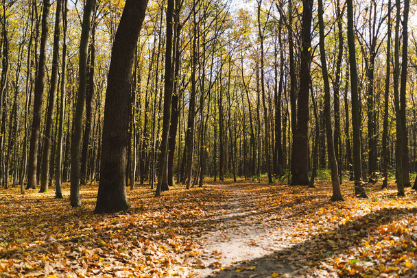 Падение в лесу. Лесная осень в солнечную осеннюю погоду, осенний пейзаж, осенние деревья. - Фото, изображение