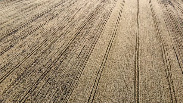 Vue aérienne d'un champ de céréales mûres. Paysage agricole. - Photo, image