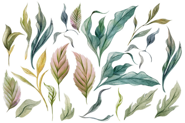 Свадебный набор акварели с зелеными листьями гортензии. Иллюстрация - Фото, изображение