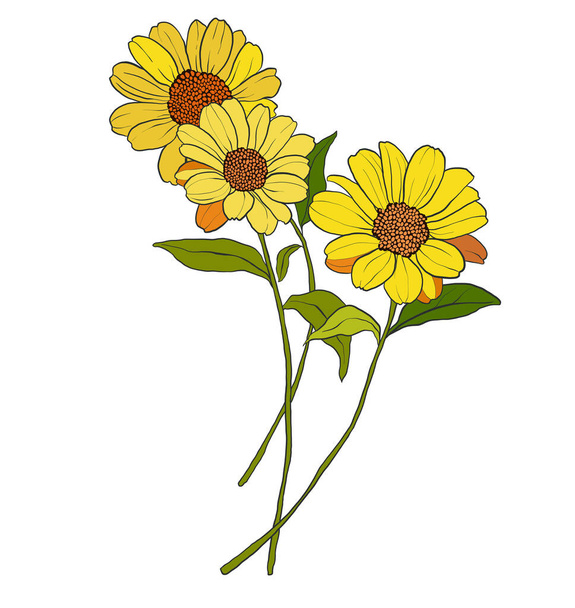 Sarı gerbera buketi ve yeşillik. Beyaz arka planda elde boyanmış çiçek çizimi. Tasarım, baskı, kumaş veya arkaplan için - Vektör, Görsel