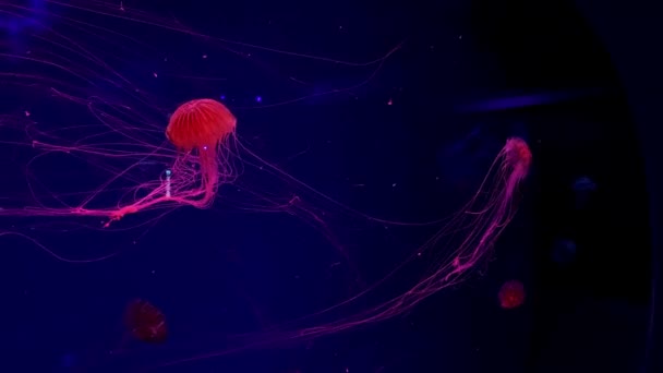 Lassú rózsaszín medúza úszik a vízben - Felvétel, videó