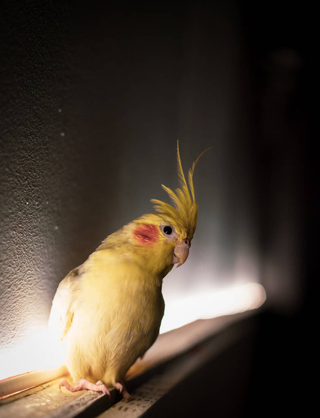 Portrait of a Cockatiel Bird sitting beside wall with back light - Photo, Image