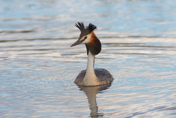 great crested grebe swimming on pond, wild bird in natural habitat (Podiceps cristatus); full display of male bird in mating season - Photo, Image
