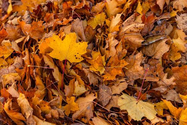 Viele bunte Blätter in den Herbstfarben gelb, orange und braun zu einem Haufen ausgeschnitten - Foto, Bild