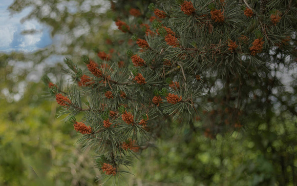 Pine tree in the summer against a blurred green foliage background - Photo, Image