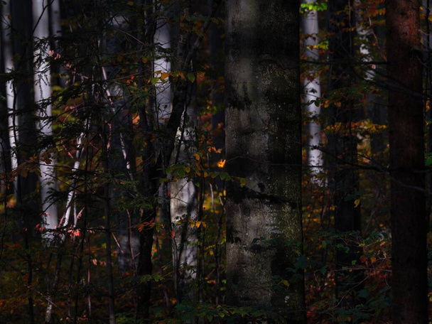 Осенние цвета в лесу, Пейлштейн, Австрия - Фото, изображение