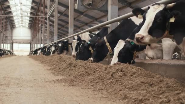 Nessun colpo di gente di mucche da latte in bianco e nero con marchi auricolari in piedi in stalla in fattoria moderna mangiare foraggio il freddo giorno d'autunno - Filmati, video