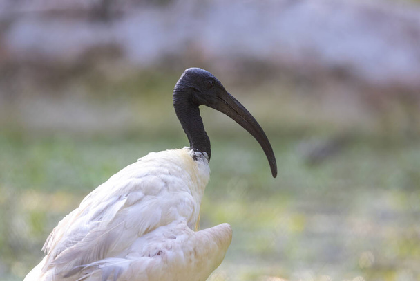 Közelkép a Fekete fejű Ibis madár a tó mellett. - Fotó, kép