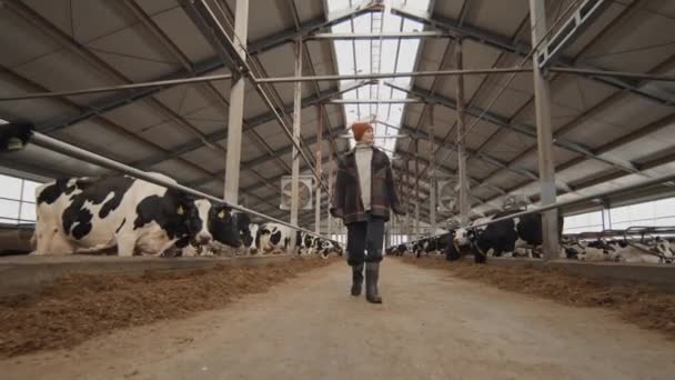 Basso angolo di vista colpo lungo di donna caucasica matura a piedi lungo stalla guardando mucche da latte - Filmati, video
