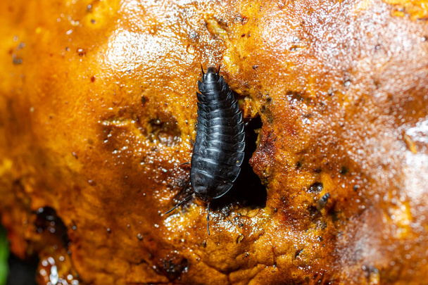 Larva of large carrion beetles, carrion beetles or burying beetles Silphidae. - Photo, Image