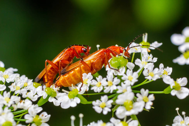 Common red soldier beetle Rhagonycha fulva. - Photo, Image