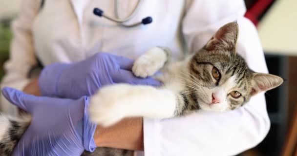 The doctor standing in the clinic holds a spotted kitten, close-up, slowmotion. Visit to the veterinarian - Filmagem, Vídeo