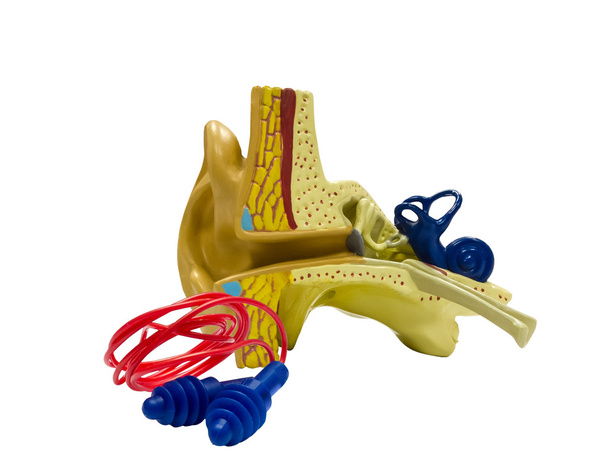 Anatomical model ear and ear plugs - Photo, Image
