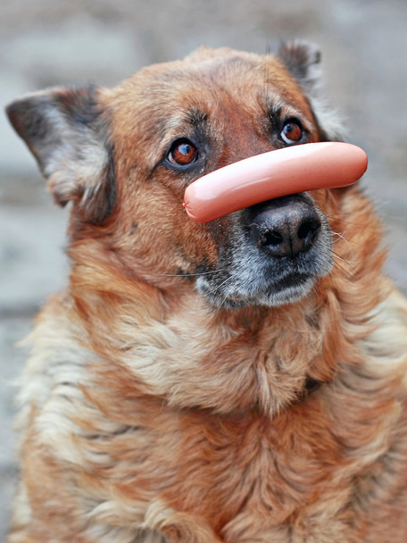 Dog with sausage on nose - Photo, Image