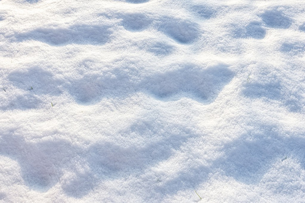 Pista en nieve hecha por animales salvajes
 - Foto, Imagen