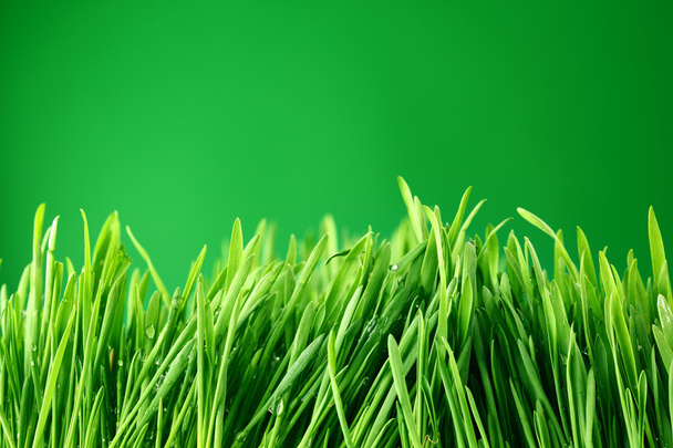 Grass nature background - Фото, зображення