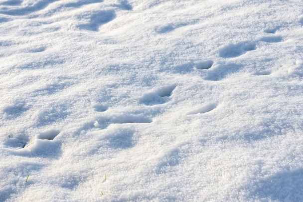 Pista en nieve hecha por animales salvajes
 - Foto, Imagen