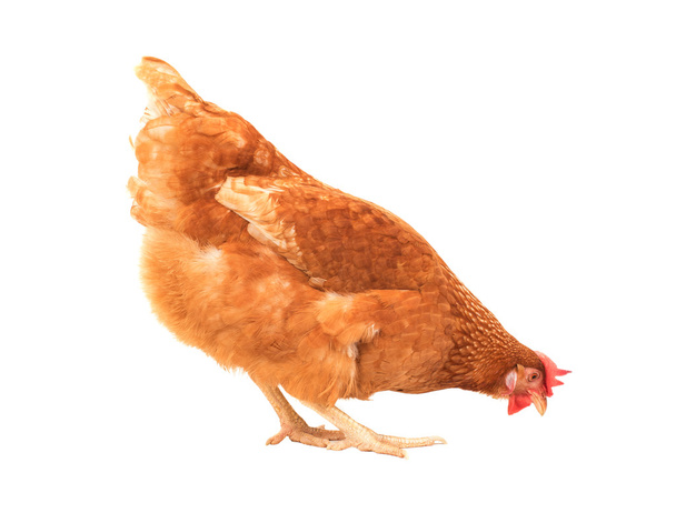 Закрыть курицу есть что-то изолированное белый фон
 - Фото, изображение