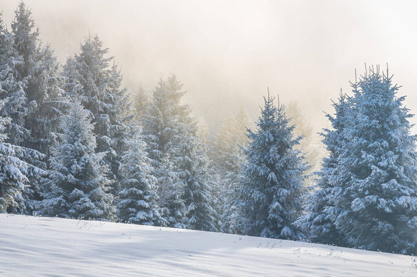 Krásná zimní krajina zasněžených smrků v mlze za slunečného dne. Národní park Malá Fatra na severozápadě Slovenska, Evropa. - Fotografie, Obrázek
