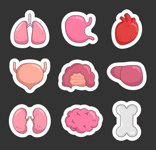 Healthy human anatomy internal organs. Sticker Bookmark. Lung, stomach, heart, bladder, intestine, liver, kidney, brain, bone. Hand drawn style. Vector drawing. Collection of design elements. - Vector, Image