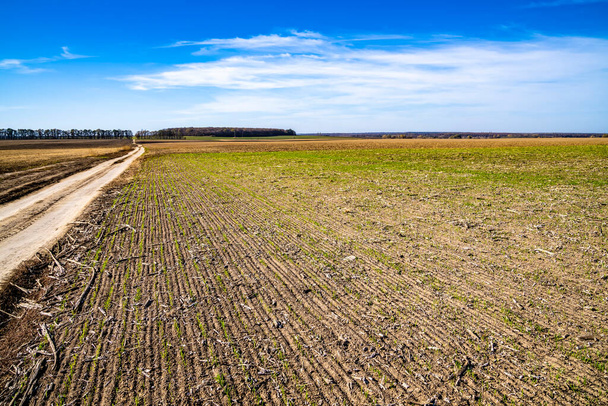 Plowed land, sprouted plant. Field, Sunny day. - Photo, Image