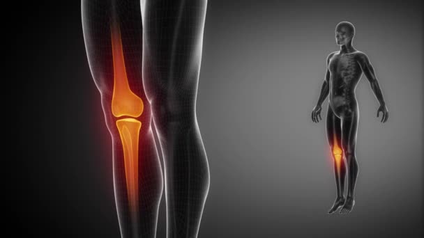 Σκελετό των οστών του γόνατος - Πλάνα, βίντεο