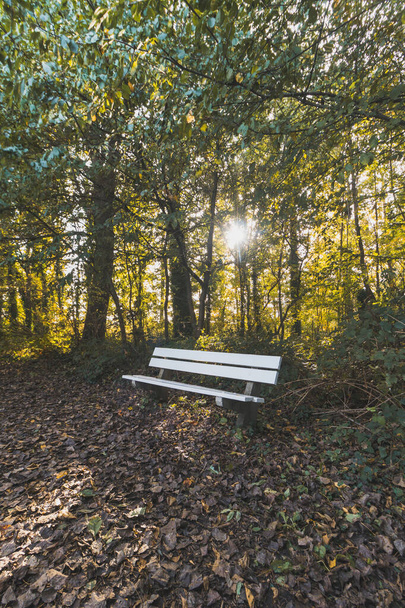 Biała ławka i żółto-pomarańczowa farba na liściach chronionego obszaru Donkmeer koło Doonk w Belgii. Jesienny sezon w listopadzie. - Zdjęcie, obraz