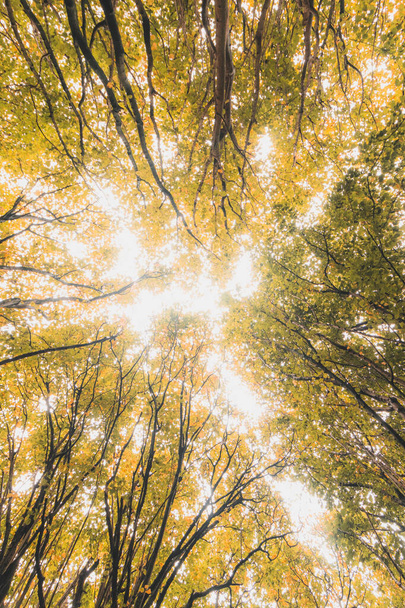 Осенние цвета в парке Синт-Бафскоутер в Генте, Фландрия, Бельгия. Бельгийский пейзаж в ноябре. Красно-оранжевые желтые листья. Романтические и идиллические пейзажи. - Фото, изображение