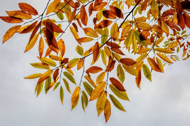 Die farbigen Blätter in Gelb, Orange, Rot der Edelkastanie gegen den hellen Himmel im Herbst, kurz bevor die Blätter von den Bäumen fallen - Foto, Bild