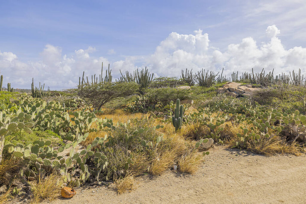 Aruba 'nın çöl manzarasının güzel manzarası kaktüs ve diğer tropikal bitkilerle kurak güzellik ve egzotik bitki yaşamının eşsiz bir karışımı.. - Fotoğraf, Görsel