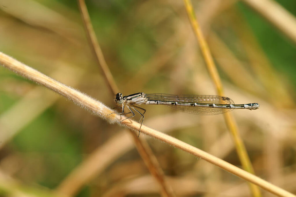 Natural lateral closeup on a female of the Common blue damselfly , Enallagma cyathigerum, sitting on twig - Photo, Image