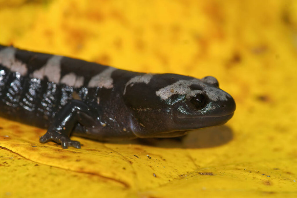 Primo piano naturale su una salamandra marmorizzata nordamericana in bianco e nero per adulti, Ambystoma opacum - Foto, immagini
