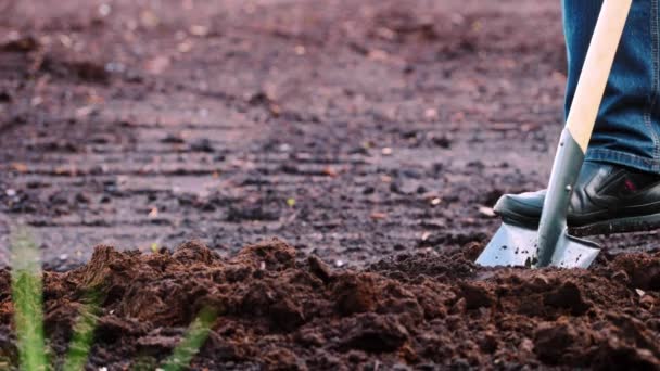 Ο αγρότης σκάβει χώμα με ένα φτυάρι στον κήπο, ανοιξιάτικες εργασίες. έννοια της γεωργίας. - Πλάνα, βίντεο