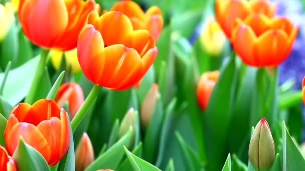 Fiori di tulipano arancione - Filmati, video