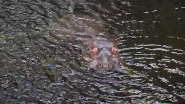 a large hippopotamus swims in the lake water - Footage, Video