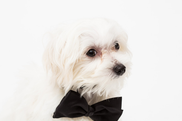 White Maltese dog - Фото, изображение