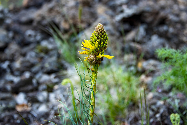 Koningsspeer plant (Asphodeline Lutea) - Foto, afbeelding