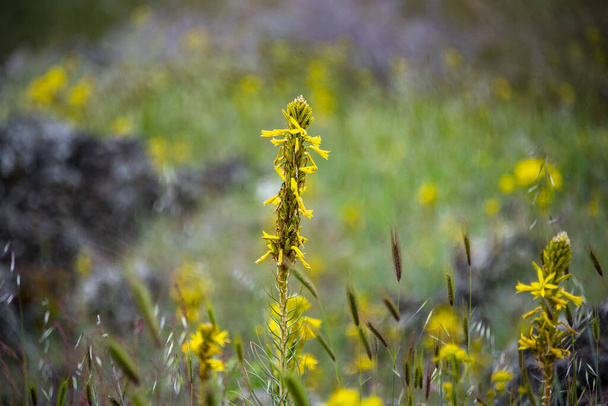 Kuninkaan keihäs kasvi (Asphodeline Lutea) - Valokuva, kuva