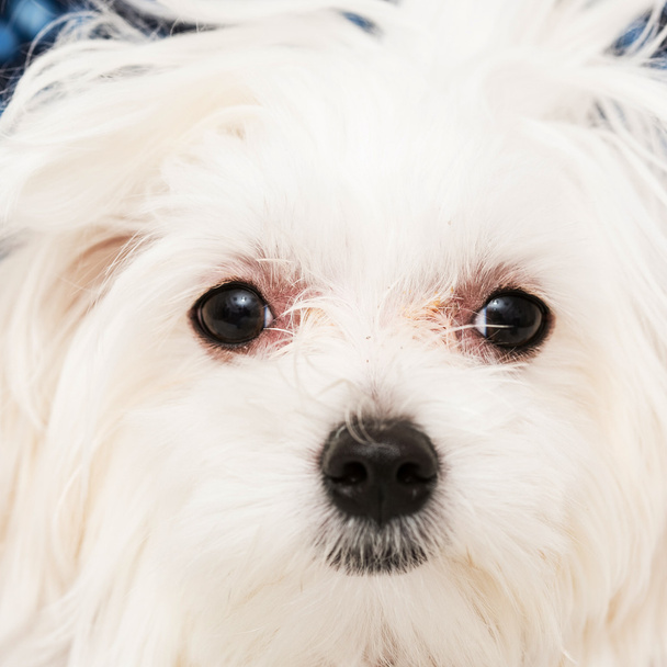 Maltese puppy - Фото, изображение