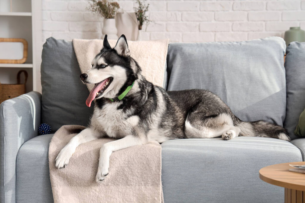 Lindo perro Husky acostado en el sofá en la sala de estar - Foto, Imagen