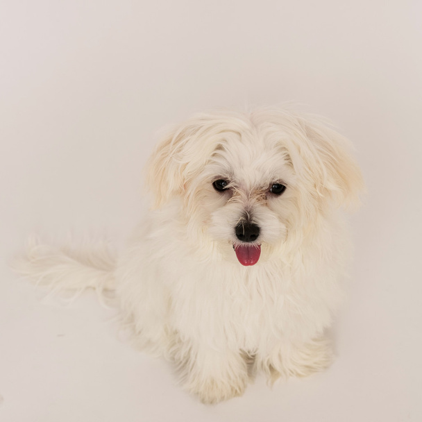 Maltese puppy - Фото, зображення